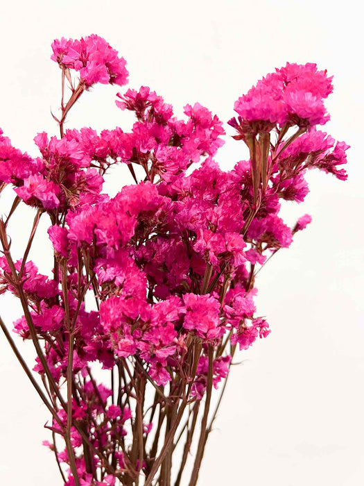 MARIVANDA » Statice stabilizzato fucsia