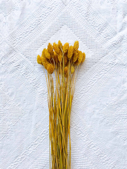 GERONIMO » Mazzo per bouquet di fiori secchi giallo senape