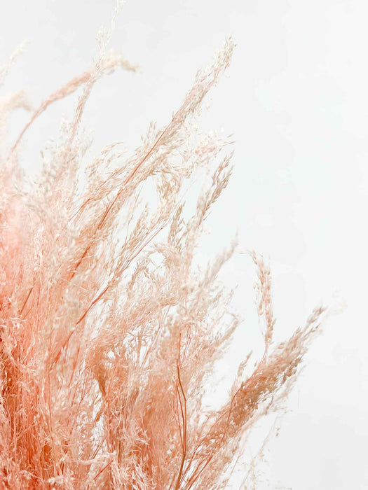 MILENA » Mazzo di Agrostis rosa chiaro