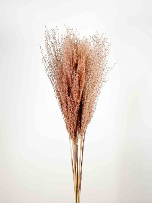 MARTINO » Miscanthus naturale essiccato