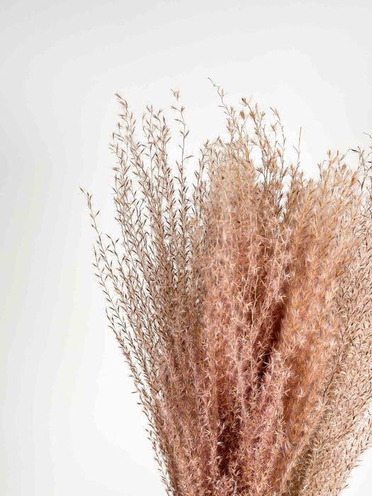 MARTINO » Miscanthus naturale essiccato