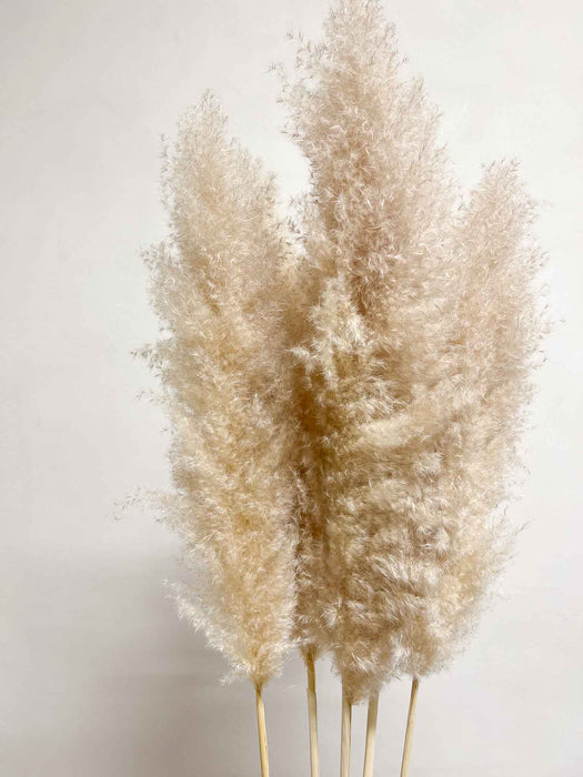 NEVIO » Pampas naturale super 5 steli