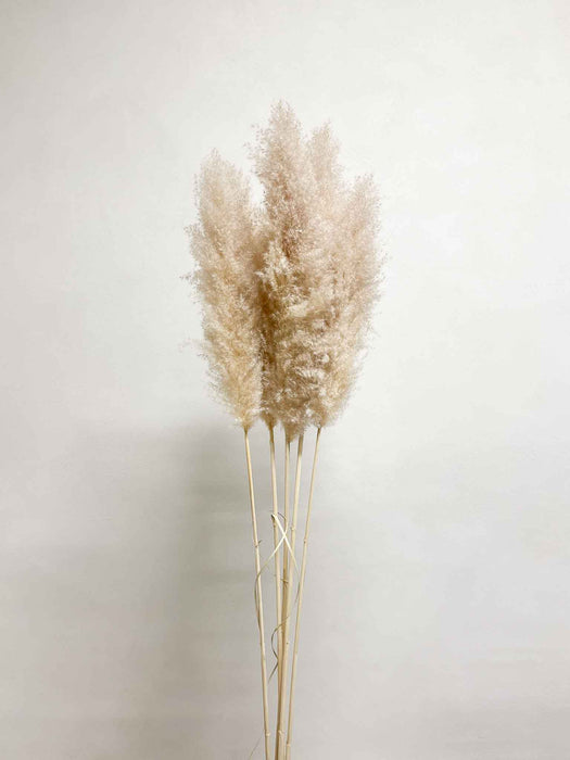 PAMPAS » naturale super - NEVIO