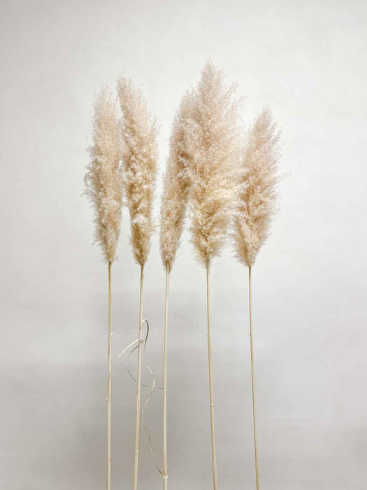 NEVIO » Pampas naturale super 5 steli