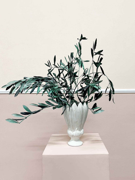 OLIVER » Olivo stabilizzato