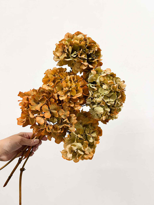 LETIZIA » 5 ortensie essiccate dalle tonalità arancio