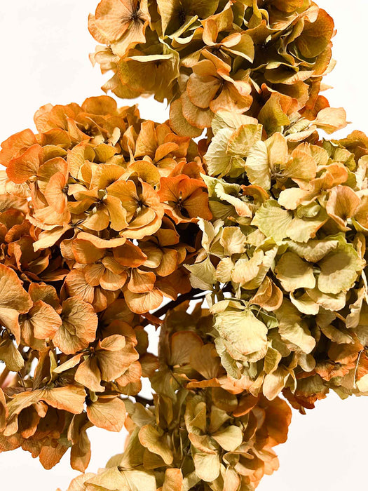LETIZIA » 5 ortensie essiccate dalle tonalità arancio
