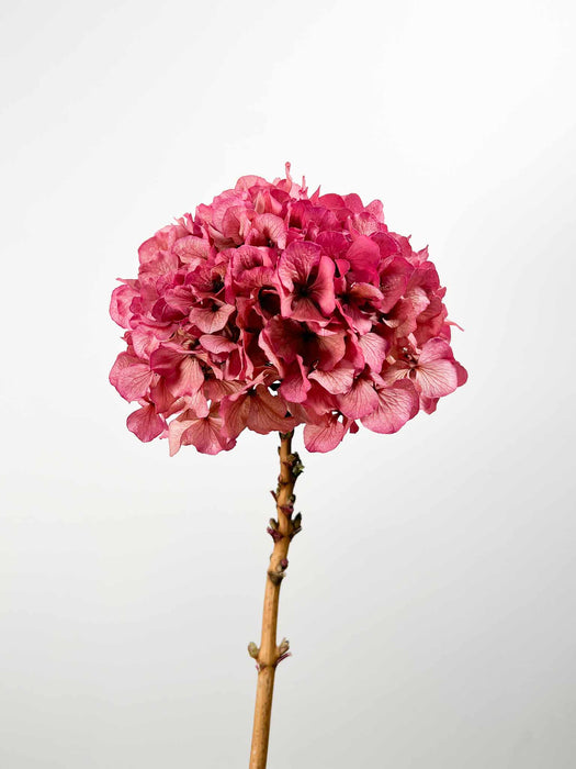 HYDRANGEA » Faded fuchsia preserved extra single stem - ADA