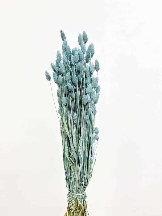 OSVALDO » Mazzo di Phalaris celeste