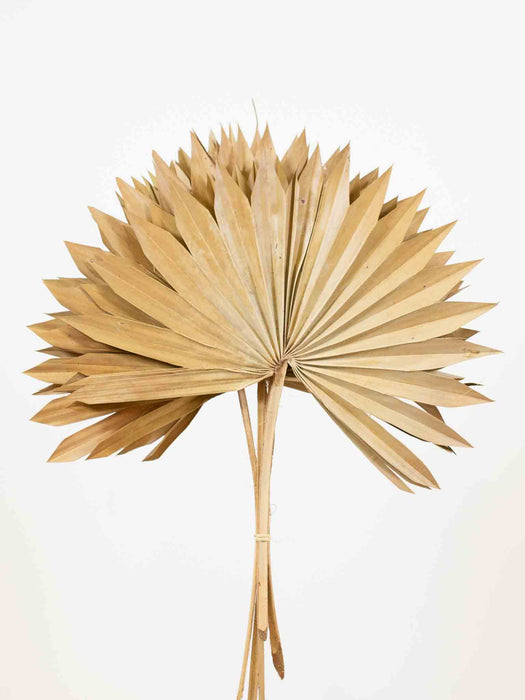 ULLA » palma con punte naturale