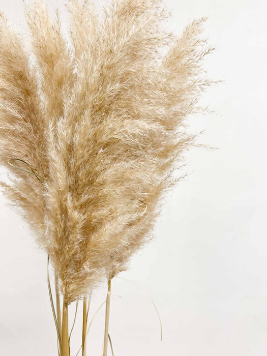 PAMELA » Pampas naturale chiara 5 steli