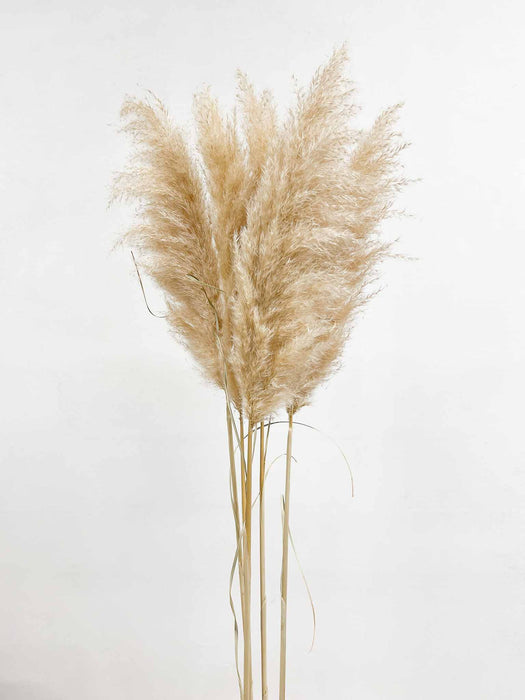 PAMELA » Pampas naturale chiara 5 steli