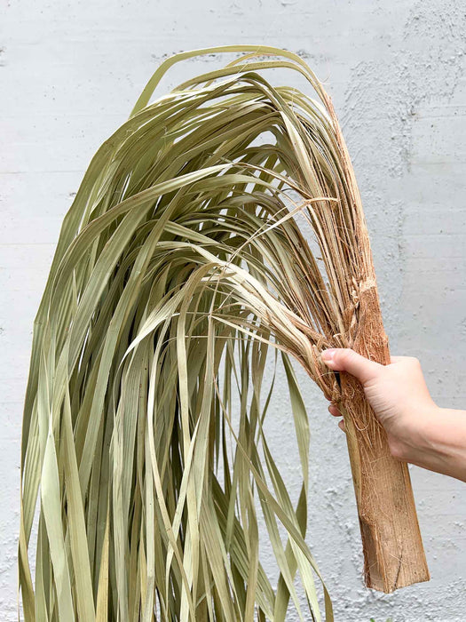 PANCRAZIO » Ramo di palma sfrangiata ricadente naturale