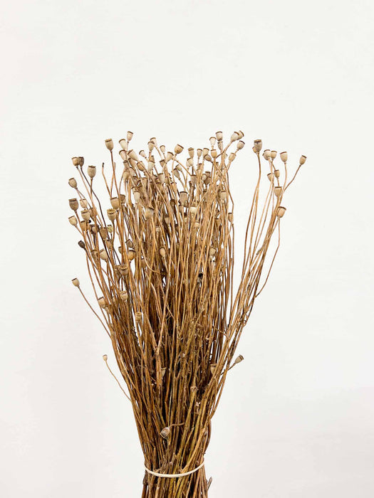 PIXIE » Mazzo di porta semi del Papavero selvatico naturale