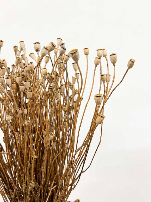 PIXIE » Mazzo di porta semi del Papavero selvatico naturale