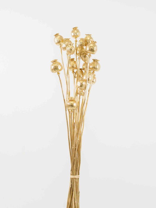 FILOMENA » Mazzo di porta semi del Papavero oro