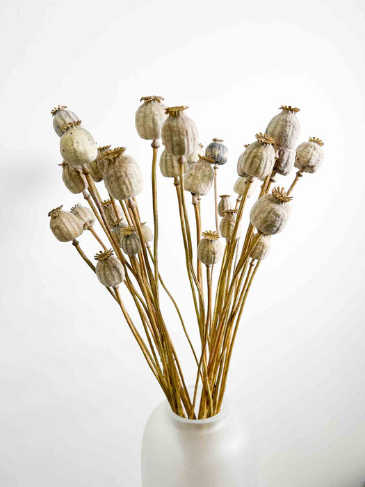 FRIDA » Mazzo di porta semi del Papavero naturale