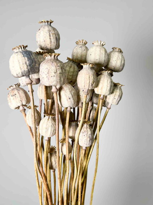 FRIDA » Mazzo di porta semi del Papavero naturale