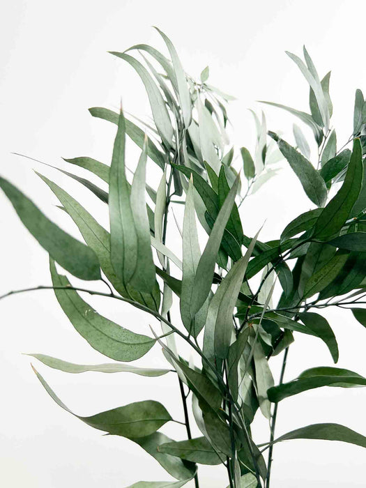 EUCALYPTUS PENDULA » preserved green - PAVLO