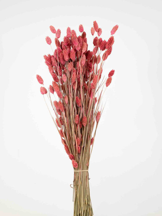 PALMIRA » Mazzo di Phalaris rosa