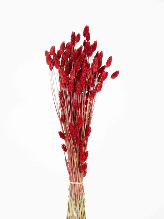 PALOMA » Mazzo di Phalaris rosso