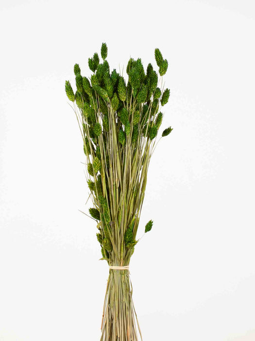 OMAR » Mazzo di Phalaris verde