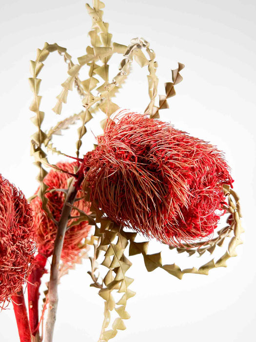 FIAMMETTA » Mazzo di Protee rosse essiccate