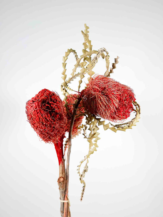 FIAMMETTA » Mazzo di Protee rosse essiccate