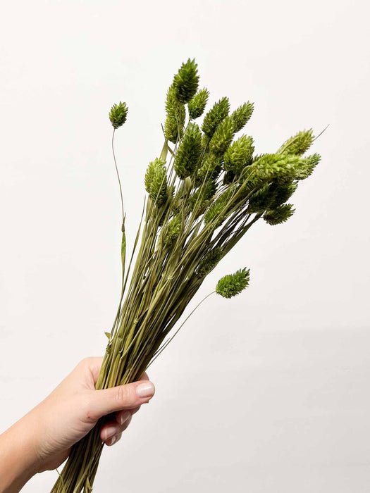 RANIA » Mazzo per bouquet di fiori secchi misti verde mela