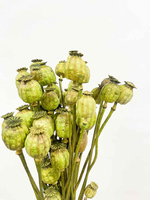 RAVY » Mazzo di porta semi del Papavero verde