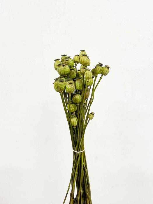 RAVY » Mazzo di porta semi del Papavero verde