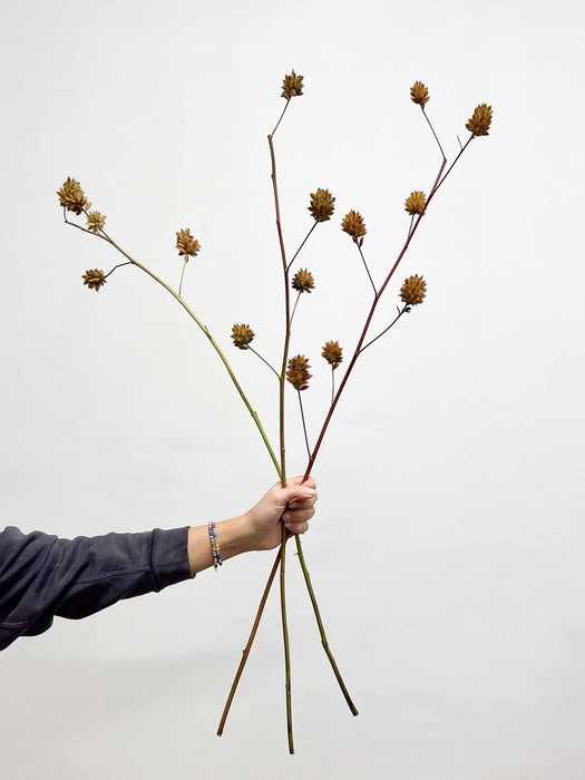 RENATO » 3 steli di Glycyrrhiza yunnanensis 100cm