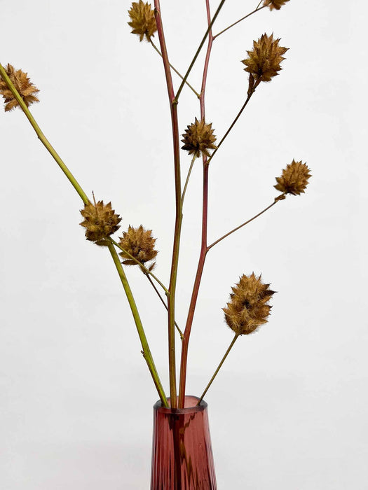 RENATO » 3 steli di Glycyrrhiza yunnanensis 100cm