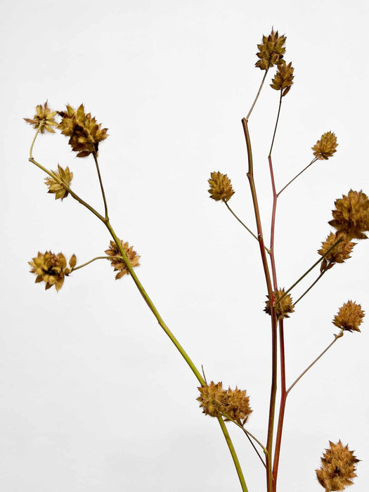 RENATO » 3 steli di Glycyrrhiza yunnanensis 100cm