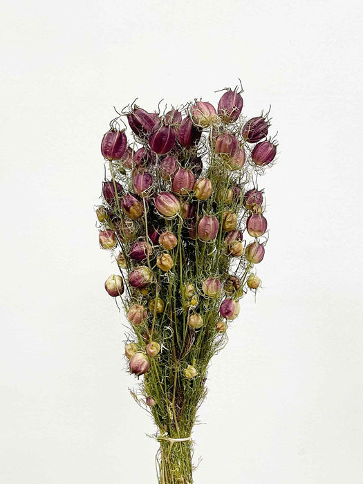 ROCCO » Mazzo di Nigella Orientalis essiccata naturale