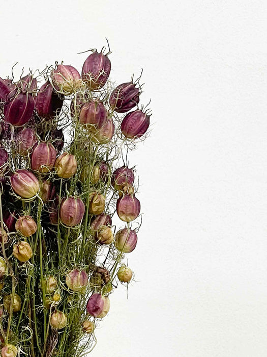 ROCCO » Mazzo di Nigella Orientalis essiccata naturale