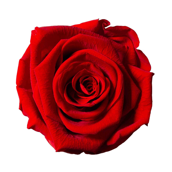 ROMEO » Box da 6 fiori di Rosa rossa diametro 6,5cm standard