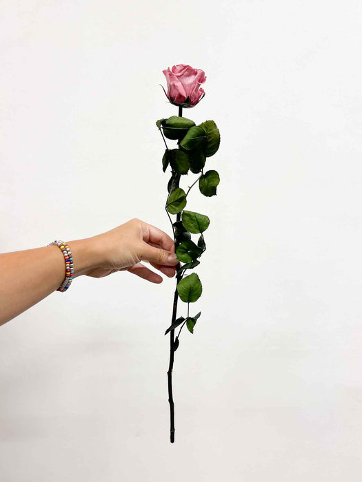 ROSA » white with stem preserved 50cm