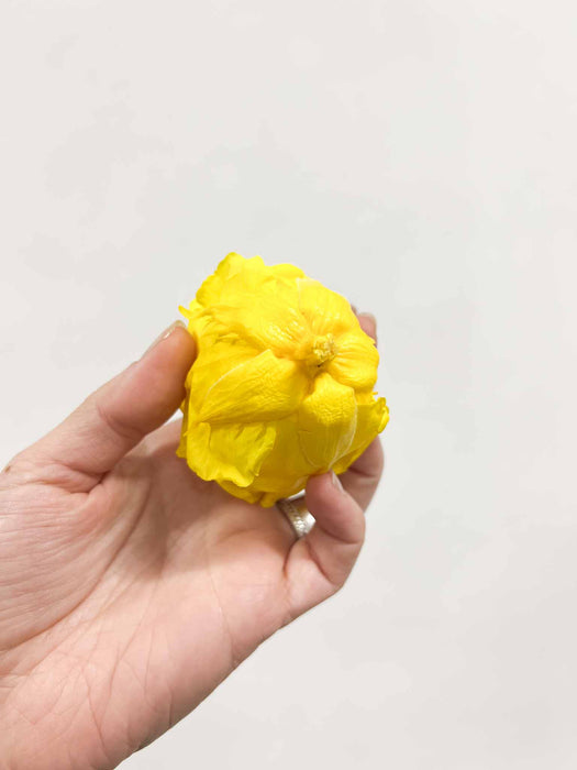 COCO » Box da 6 fiori di Rosa giallo diametro 6,5cm standard