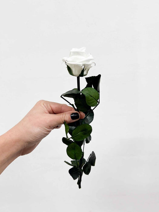 ROSA » white with stem preserved 25cm standard