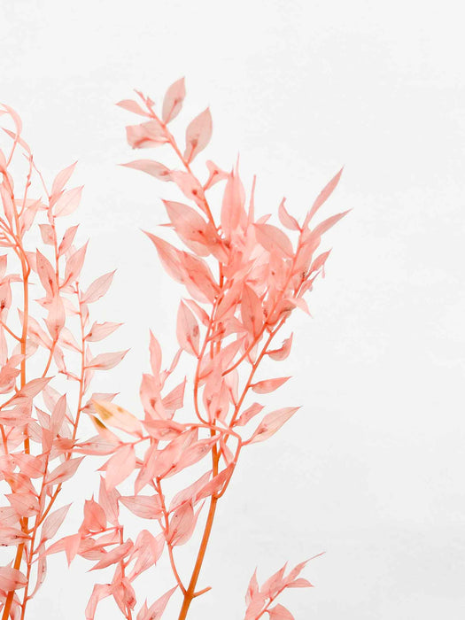 GIUSY » Ruscus stabilizzato rosa