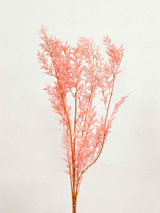RUSCUS » preserved powder pink - GIUSY