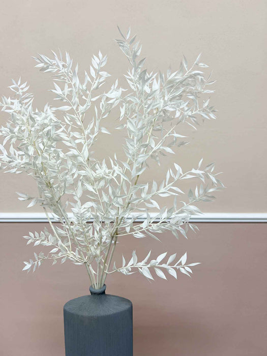 GERMANO » Ruscus stabilizzato bianco