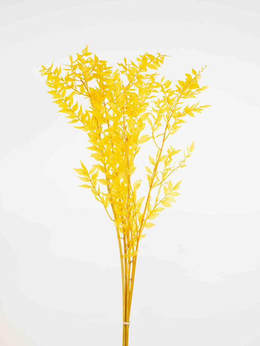RUSCUS » preserved yellow - GERARDO