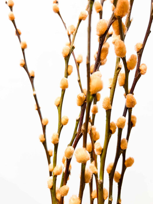 ISA » Mazzo di Salice colorato essiccato albicocca