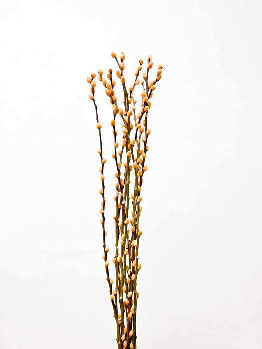 ISA » Mazzo di Salice colorato essiccato albicocca