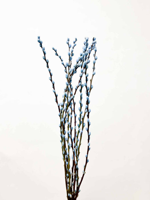 CASSIA » Mazzo di Salice colorato essiccato celeste