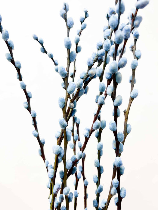 CASSIA » Mazzo di Salice colorato essiccato celeste