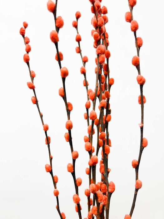 NINA » Mazzo di Salice colorato essiccato arancione