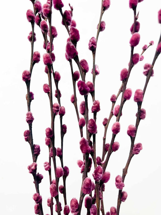 MIETTA » Mazzo di Salice colorato essiccato viola